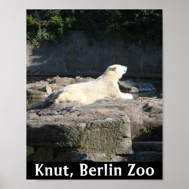 Knut the Polar Bear from the Berlin Zoo Poster (Front)