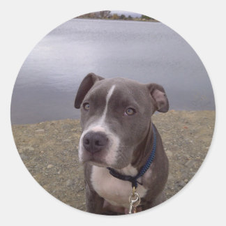 Koa Vasona Park Classic Round Sticker