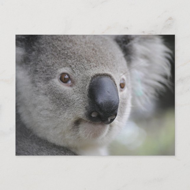 Koala 1 Postcard (Front)