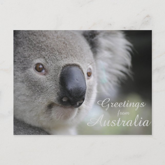 Koala 2 - Greetings Postcard (Front)