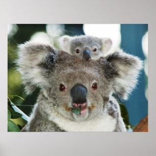 Koala and Cub Poster