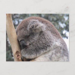 koala asleep postcard