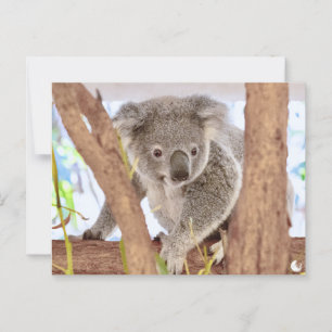 Koala Australia "Moments, Revisited" A6 Postcard