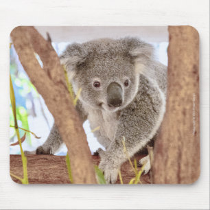 Koala Australia Mouse Pad C's Dream Design