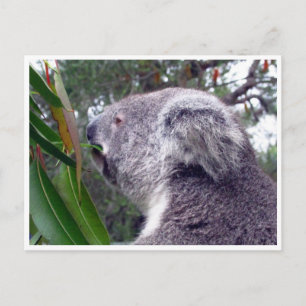 koala australia postcard
