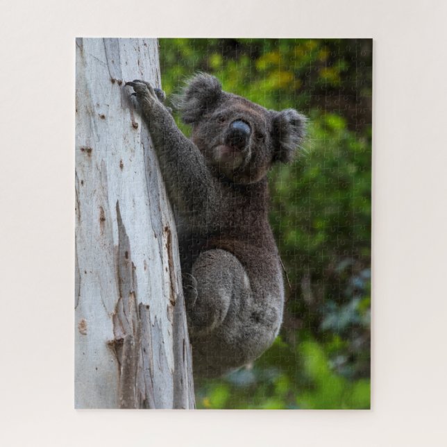 Koala Australia Wildlife Photo, 520 pieces Jigsaw Puzzle (Vertical)