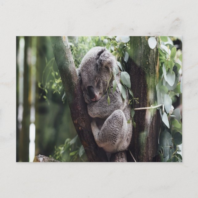 Koala Baby Postcard (Front)