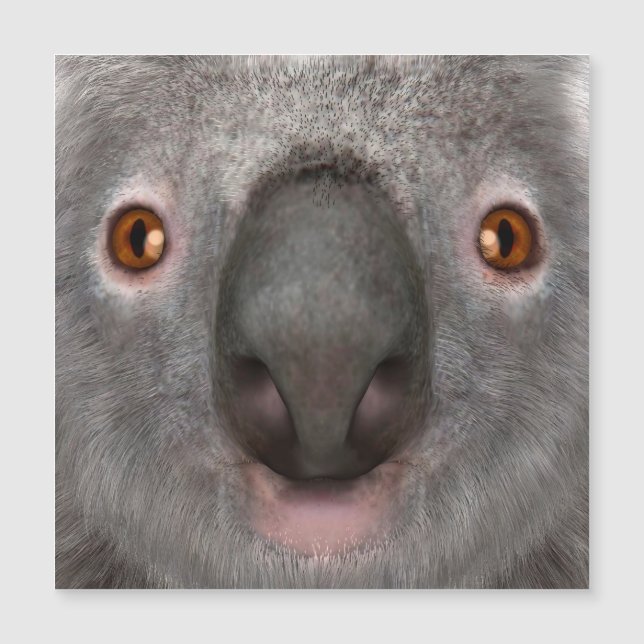 Koala Bear (Front)