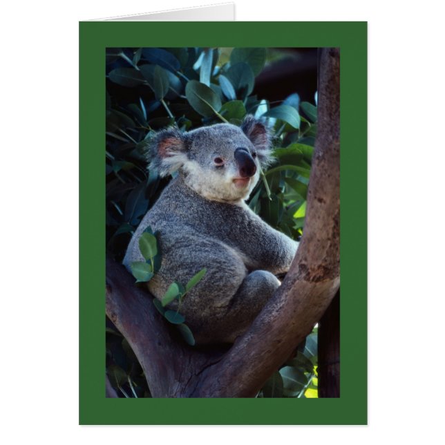 Koala Bear (Front)