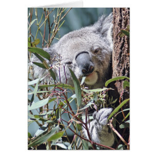 Koala bear