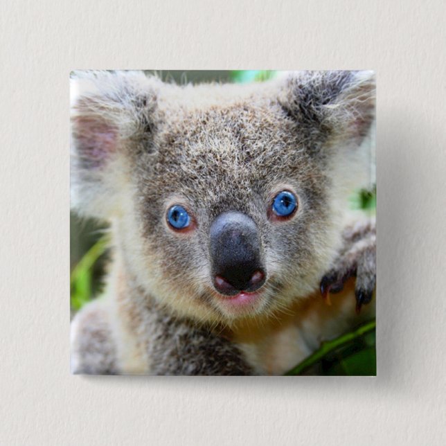 Koala Bear 15 Cm Square Badge (Front)