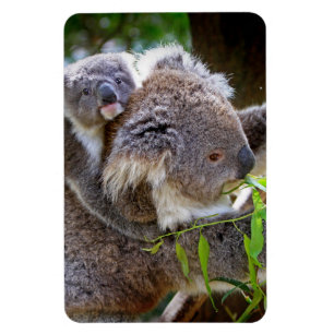 Koala Bear Aussi Safari Peace Love Nature Destiny Magnet