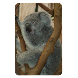 Koala Bear Aussi Safari Peace Love Nature Destiny Magnet