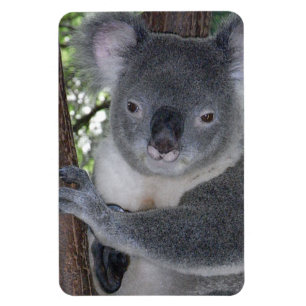 Koala Bear Aussi Safari Peace Love Nature Destiny Magnet