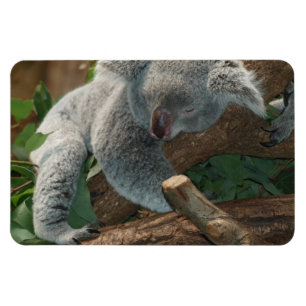 Koala Bear Aussi Safari Peace Love Nature Destiny Magnet