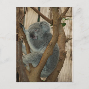 Koala Bear Aussi Safari Peace Love Nature Destiny Postcard