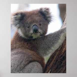 Koala Bear Aussi Safari Peace Love Nature Destiny Poster