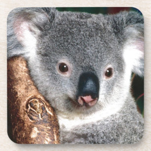 Koala Bear Australia Outback Country Animal Cute Coaster