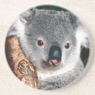 Koala Bear Australia Outback Country Animal Cute Coaster