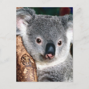 Koala Bear Australia Outback Country Animal Cute Postcard