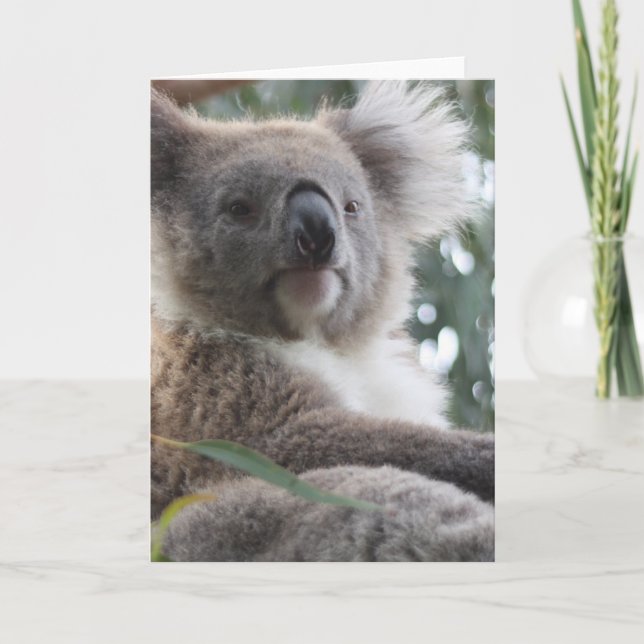 Koala Bear Facts Greeting Card (Front)