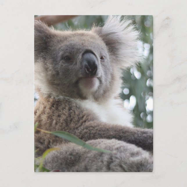 Koala Bear Facts Postcard (Front)