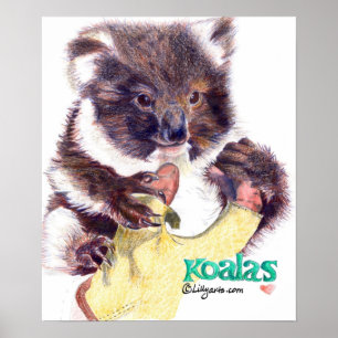 Koala Bear Fine Art Print and Poster