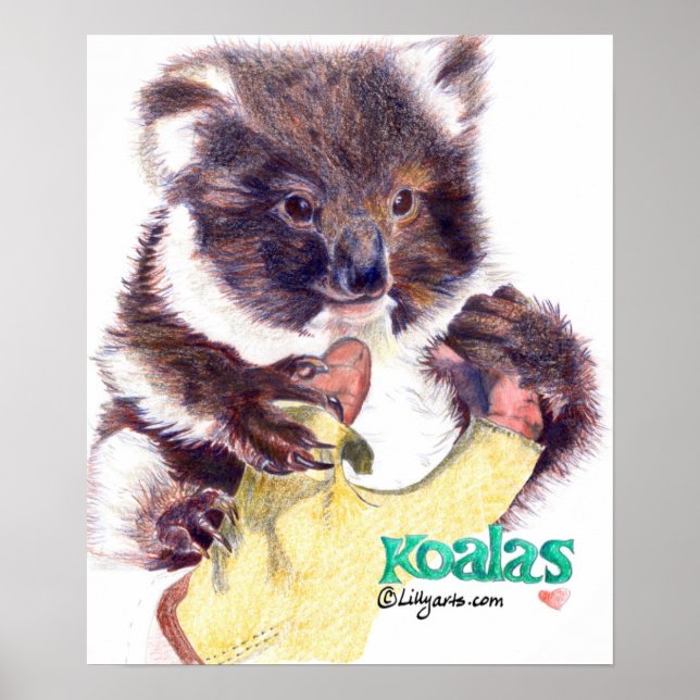 Koala Bear Fine Art  Print and Poster (Front)