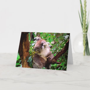 Koala Bear Greeting Card