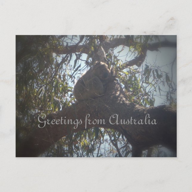Koala bear greetings from Australia Postcard (Front)