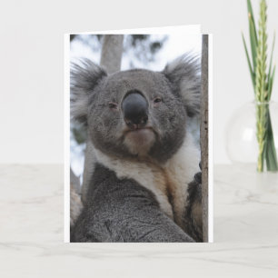 Koala Bear Holiday Card