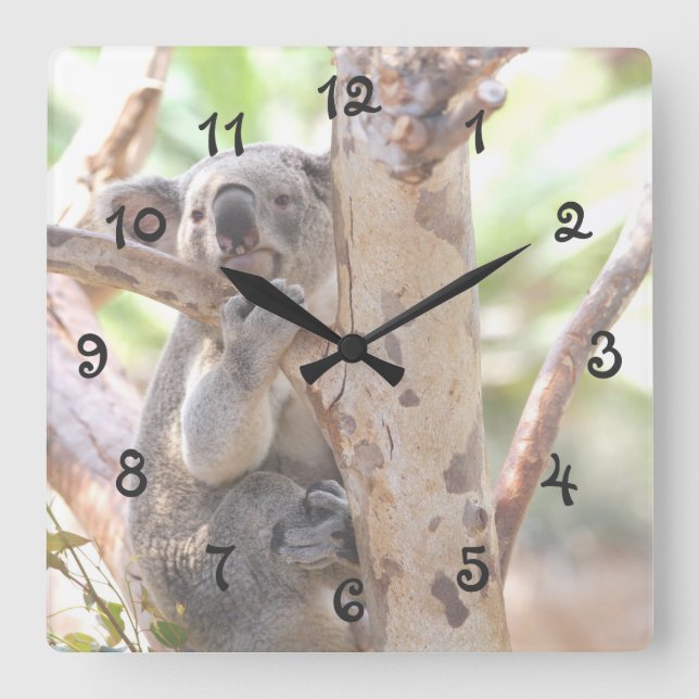 Koala Bear In A Tree Square Wall Clock (Front)
