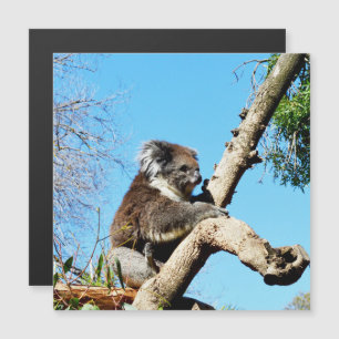 Koala Bear In Old Pine Tree, 