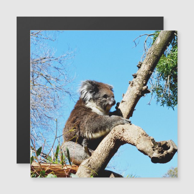Koala Bear In Old Pine Tree,  (Front/Back)