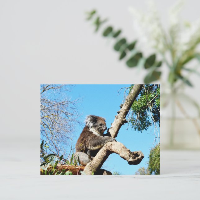 Koala Bear In Old Pine Tree, Postcard (Standing Front)