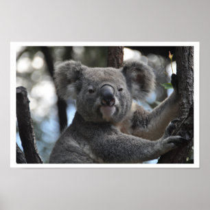 Koala Bear in Tree Poster