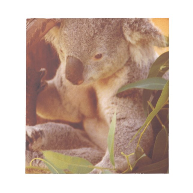 Koala Bear Love Notepad (Front)