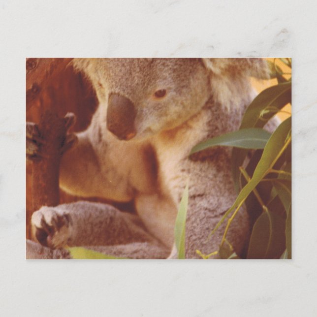Koala Bear Love Postcard (Front)