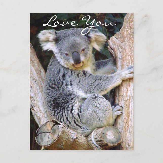 Koala Bear Love_ Postcard (Front)