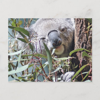 Koala bear postcard