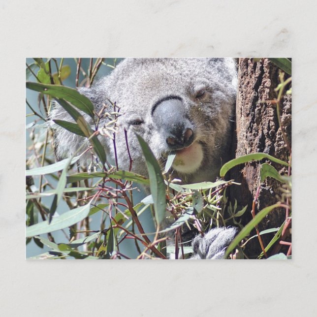 Koala bear postcard (Front)