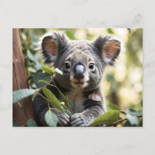 Koala Bear  Postcard