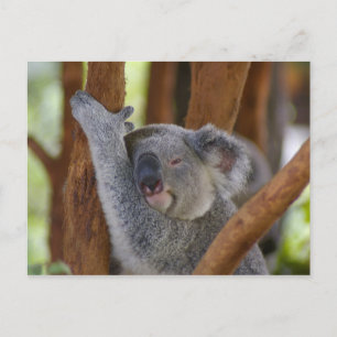 Koala Bear Postcard