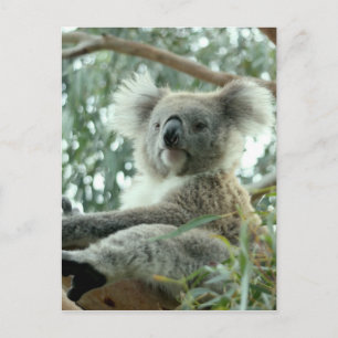 Koala Bear Postcard