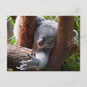 Koala Bear Postcard