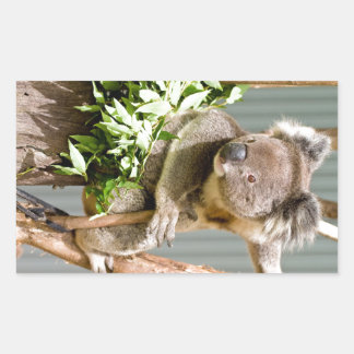 Koala Bear Rectangular Sticker