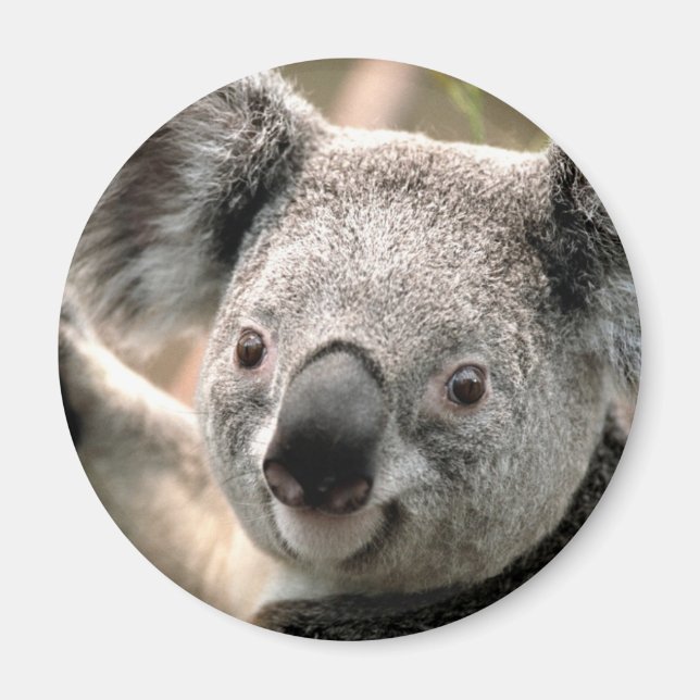 Koala Bear Refrigerator Magnet (Front)