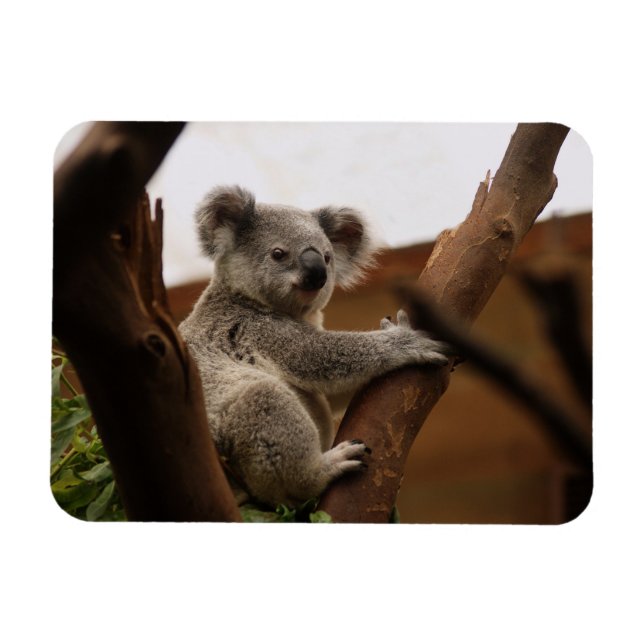Koala Bear Sitting in Tree, Australia Magnet (Horizontal)