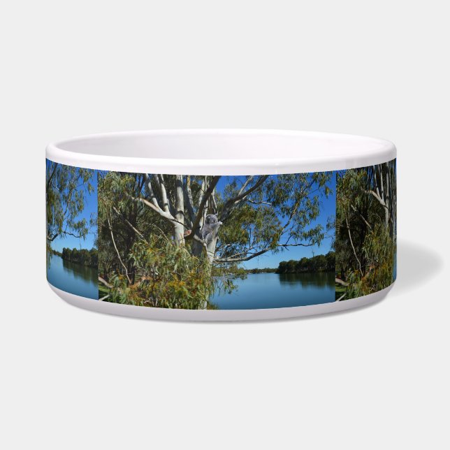 Koala Bear Sleeping In Gum Tree, (Front)