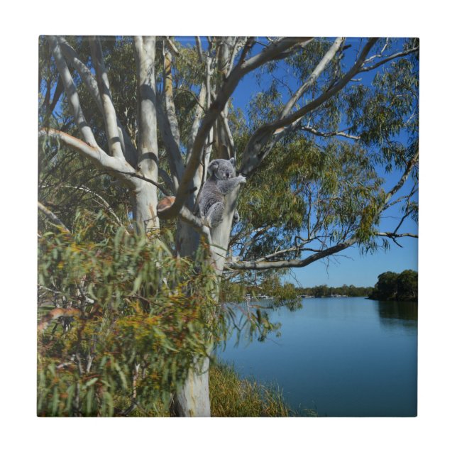 Koala Bear Sleeping In Gum Tree, Ceramic Tile (Front)